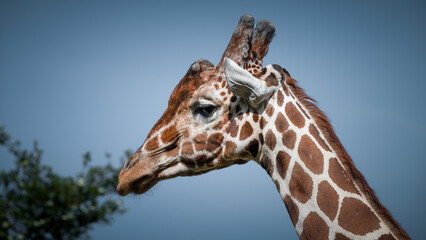 Close up Side Profile Rothschild Giraffe © Ian