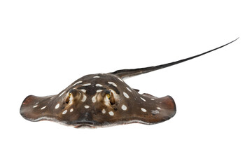 Obraz premium A close-up view of a freshwater stingray with dark brown skin and white circular spots, swimming against a plain white background, isolated