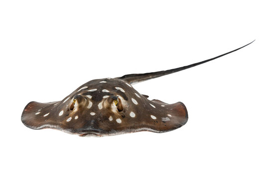 A close-up view of a freshwater stingray with dark brown skin and white circular spots, swimming against a plain white background, isolated