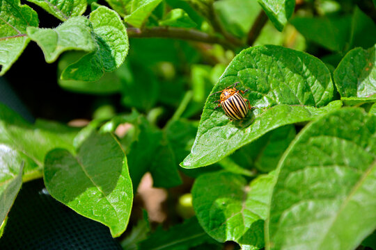 Stonka ziemniaczana na liściu ziemniaka (Leptinotarsa decemlineata), szkodnik uprawy zimniaka (Solanum tuberosum), Colorado potato beetle on a potato leaf, striped beetle on a potato plant