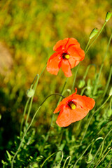 Obraz premium Mak polny na rozmytym tle, czerwony mak polny w pełnym rozkwicie z dużymi płatkami i brązowymi pylnikami, Papaver rhoeas, common poppy, corn poppy, corn rose, field poppy, Flanders poppy, red poppy