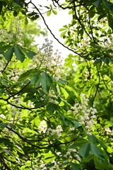 kwitnący kasztanowiec, kasztanowiec pospolity, kasztanowiec zwyczajny, kasztanowiec biały, (Aesculus hippocastanum), blooming horse chestnut, flowers are white with a yellow to pink blotch at the base © kateej