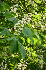 kwitnący kasztanowiec, kasztanowiec pospolity, kasztanowiec zwyczajny, kasztanowiec biały, (Aesculus hippocastanum), blooming horse chestnut, flowers are white with a yellow to pink blotch at the base © kateej