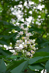 kwitnący kasztanowiec, kasztanowiec pospolity, kasztanowiec zwyczajny, kasztanowiec biały, (Aesculus hippocastanum), blooming horse chestnut, flowers are white with a yellow to pink blotch at the base © kateej