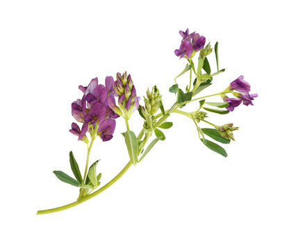 Sprig of purple flowers and green leaves of lucerne (Medicago) isolated on white or transparent background