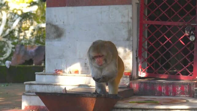 Rhesus Macaque Monkey Holding Food Near Hindu Temple in India