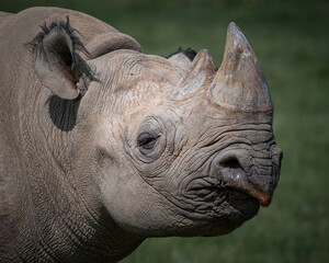 Close up Head View Black Rhinoceros © Ian