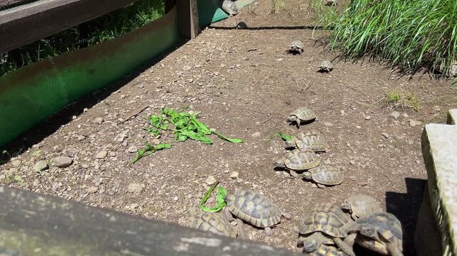 Many Hermann's and Marginated tortoises running toward camera and eating lettuce salad on sunny ground, top view