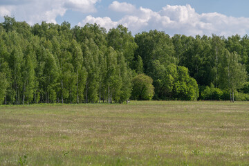 Fototapeta premium Sunlit meadow with wildflowers in front of a dense birch and oak tree line