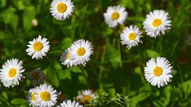 Lush green grass dotted with numerous white and yellow daisy flowers, creating a vibrant and cheerful carpet, evoking themes of nature, freshness, growth, and the beauty of springtime