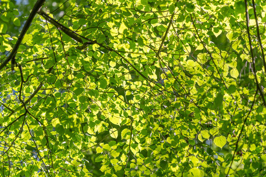 Sunlit green tree canopy with dense fresh leaves