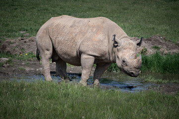Black Rhinoceros Walking on Grass © Ian
