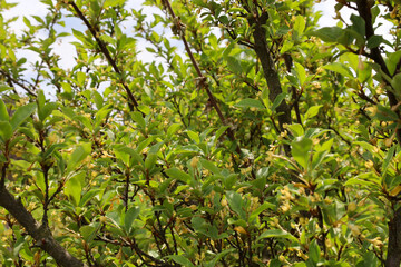 Fototapeta premium A thick green sea buckthorn or oleaster bush blooms with small yellow flowers in spring. Vibrant branches with young leaves stretch towards the sunny sky in a garden.