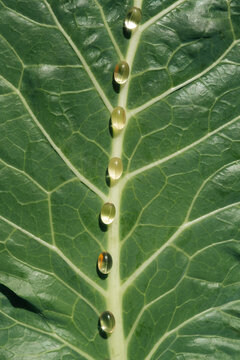 Oil Vitamin Supplements Natural Green Leaf