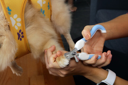  Trimming a dog's claws with a nail clipper close-up.