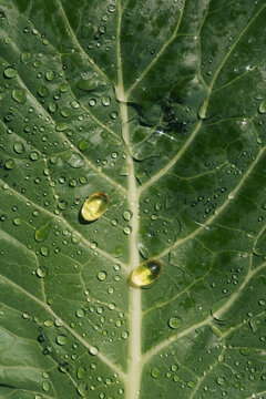 Vitamins on Natural Green Leaf in Nature