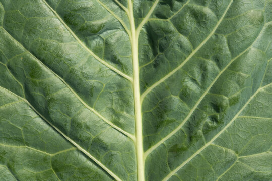Green Leaf Texture Background