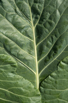 Vegetable Leafy Green Texture Closeup