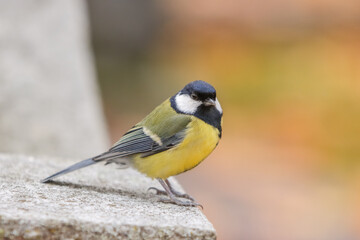 The great tit (Parus major) is a small passerine bird. It has black head and neck, white cheeks, olive-coloured upperparts and yellow underparts. It is a common bird in urban parks and gardens. © Aila Ruoho