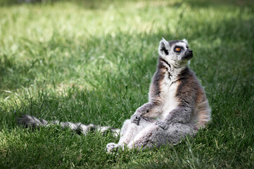 Fototapeta premium Ring-tailed Lemur Sitting on Grass