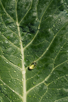 Oil Supplement on Wet Green Leaf 