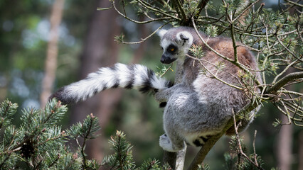 Fototapeta premium Ring-tailed Lemur Sitting in a Tree