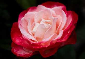 Róża francuska (Rosa gallica L.). Gallic rose. © tom