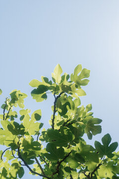 Fig Tree Leaves in Sunlight