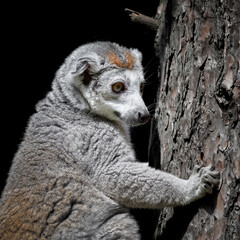 Fototapeta premium Female Crowned Lemur Clinging to a Tree
