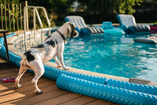 Curious dog standing poolside and watching the water in a backyard swimming pool on a sunny summer day. The scene captures pet curiosity, outdoor leisure, and family lifestyle moments