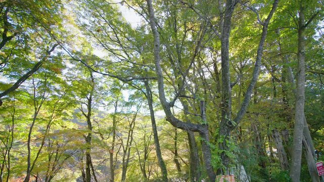 紅葉の名所 秋の鳴子峡の風景　Autumn scenery of Naruko Gorge, a famous spot for autumn foliage.