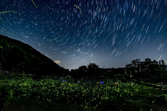 Firefly