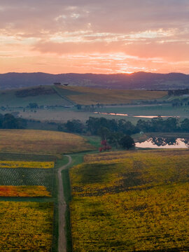 Valley vinyards in golden Fall colours under a colorful sunset sky