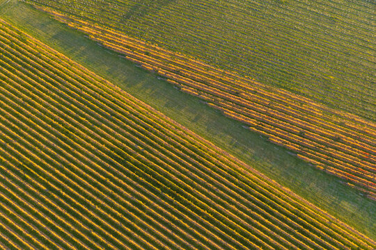 Rows of grape vines on a hillside vineyard in golden Fall colours