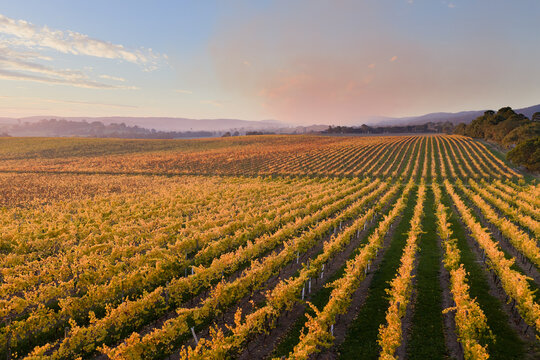 Rows of golden grapevines on a hillside vinyard under a smokey sky