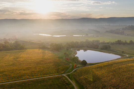 Hazy afternoon light over a valley vinyard in golden Fall colors