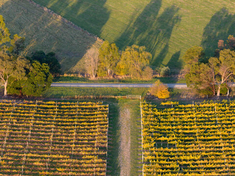 Golden grapevines along a roadside and long shadows from nearby trees
