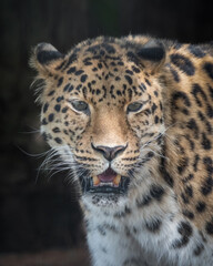 Fototapeta premium Close up Adult Male Amur Leopard