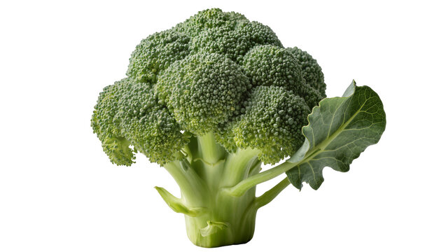 Fresh green broccoli head with one leaf