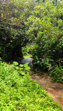 Trail under the Trees in Botanical Garden