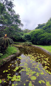 Pond with Water Lilies