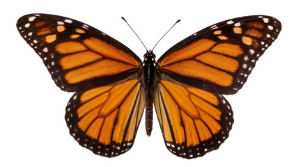 Monarch butterfly with orange and black wings © Elowen