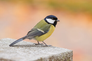 The great tit (Parus major) is a small passerine bird. It has black head and neck, white cheeks, olive-coloured upperparts and yellow underparts. It is a common bird in urban parks and gardens. © Aila Ruoho