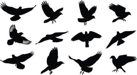 Obraz premium Flying bird silhouettes collection diverse wing positions