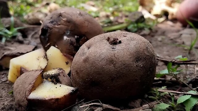 Close up stable footage of a static whole potato and cut chunks with white surface mold on soil.

