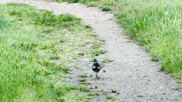 A common moorhen travels slowly with a limp on a gravel path. The wild bird moves along the dirt track surrounded by tall, vibrant green grass on both sides.