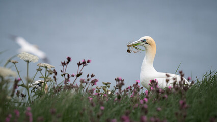 Obraz premium Guillemot Collecting Grass to Make a Nest