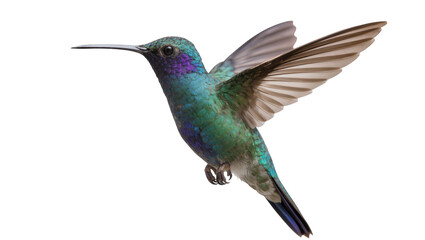 Fototapeta premium Hummingbird with iridescent green and purple plumage in flight