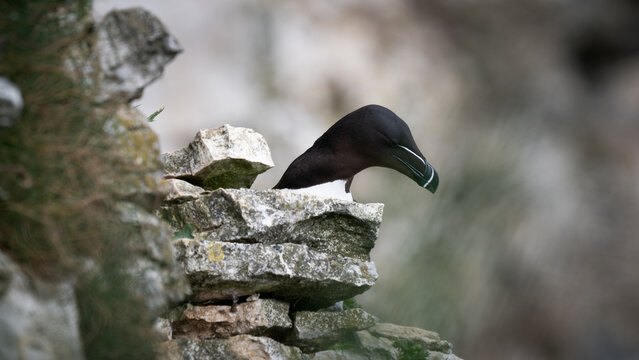 Razorbill on a Cliff Edge