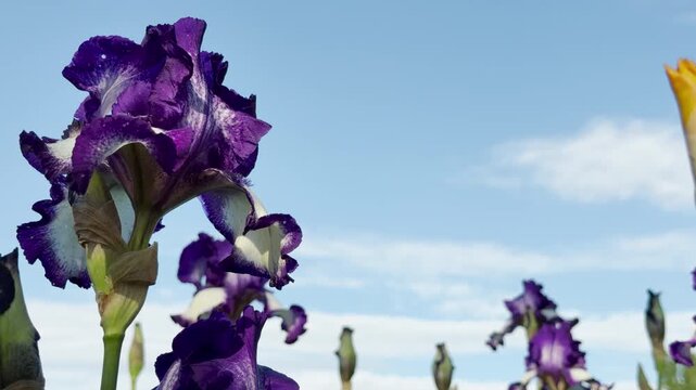 Vibrant purple iris blossoms and a fresh green bud stretch toward the open sky. A sunny field creates a peaceful atmosphere. This spring scene captures the beauty of nature in bloom.